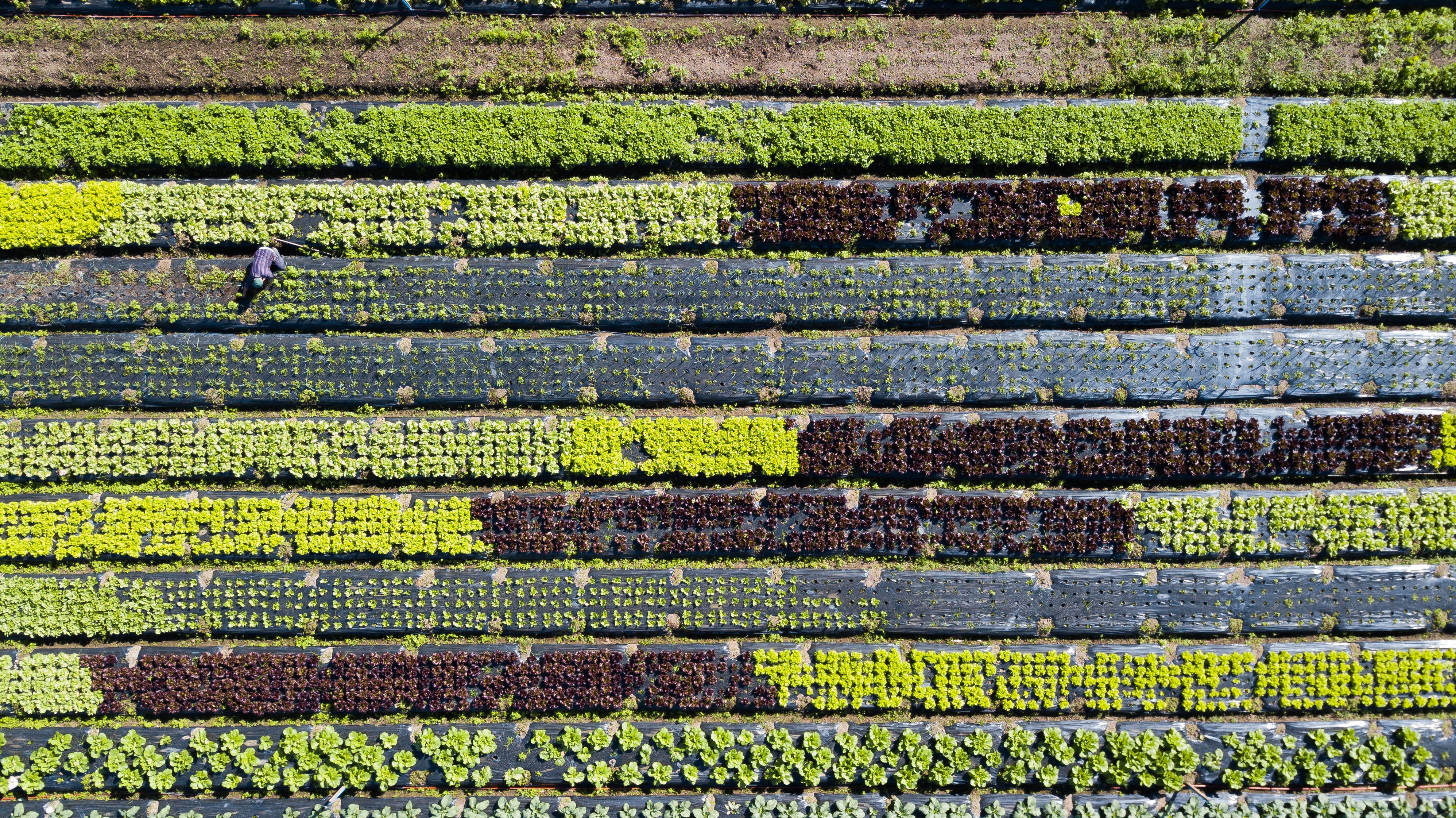 Agriculture in Brazil